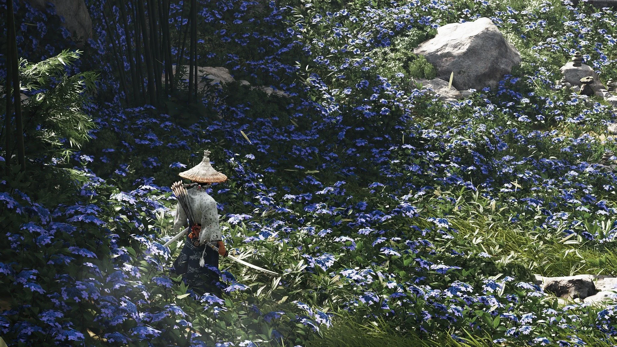 Entering lavender flower field
