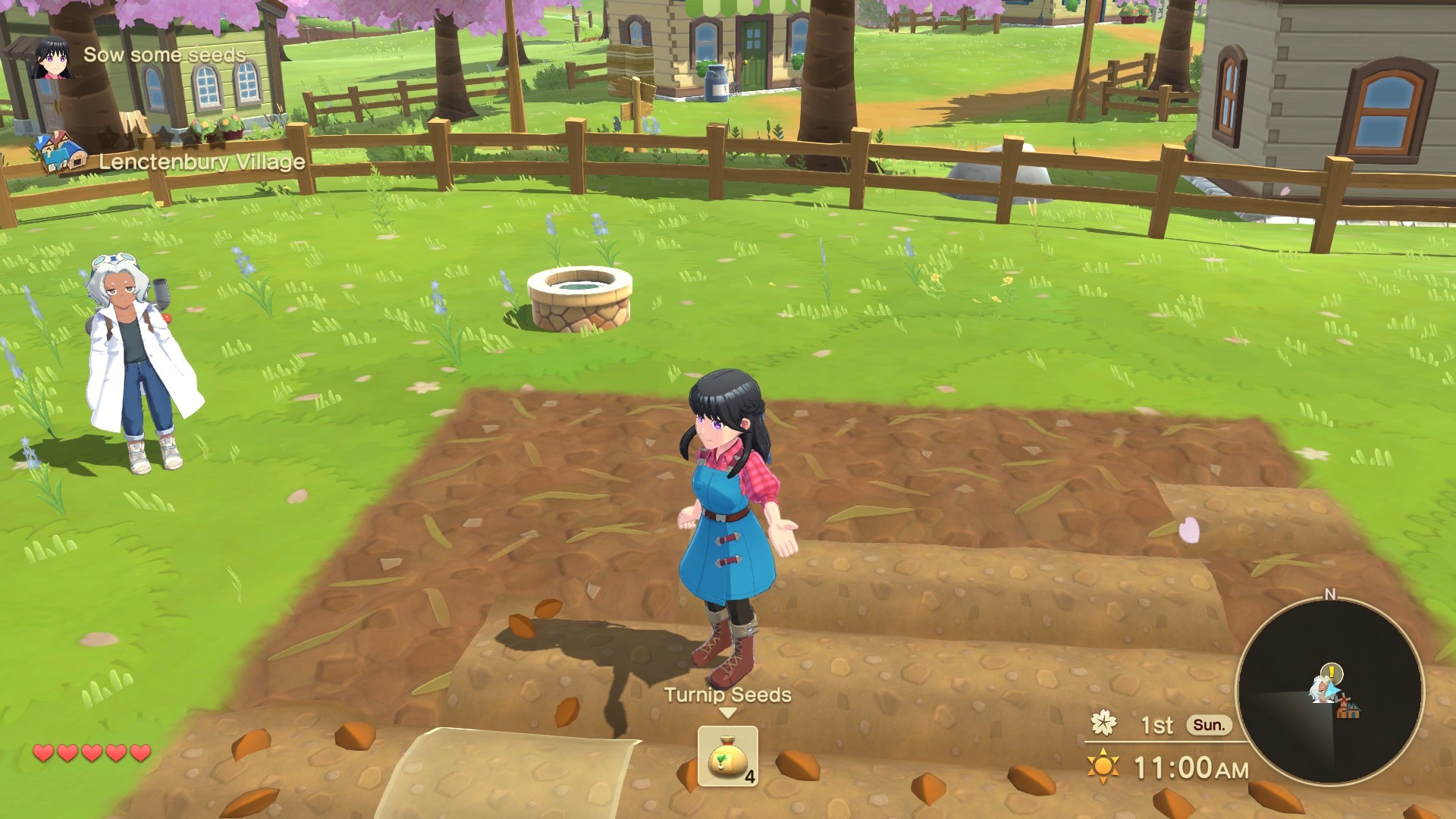 Planting turnip seeds in the garden