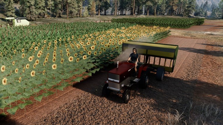 Memanen Biji Bunga Matahari Dengan Traktor
